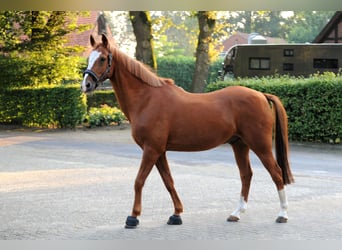 Deutsches Reitpony, Wallach, 19 Jahre, 148 cm, Fuchs