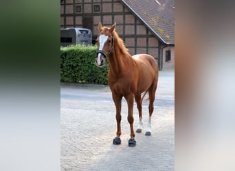 Deutsches Reitpony, Wallach, 19 Jahre, 148 cm, Fuchs