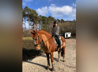 Deutsches Reitpony, Wallach, 19 Jahre, 148 cm, Fuchs