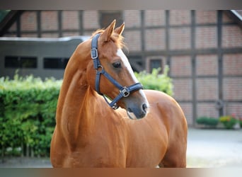 Deutsches Reitpony, Wallach, 19 Jahre, 148 cm, Fuchs