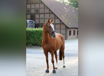 Deutsches Reitpony, Wallach, 19 Jahre, 148 cm, Fuchs