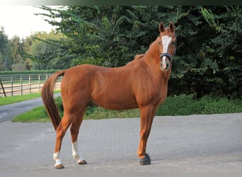 Deutsches Reitpony, Wallach, 19 Jahre, 148 cm, Fuchs