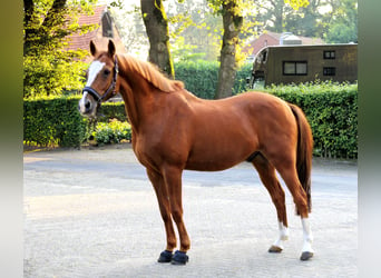 Deutsches Reitpony, Wallach, 19 Jahre, 148 cm, Fuchs