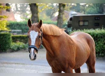 Deutsches Reitpony, Wallach, 19 Jahre, 148 cm, Fuchs