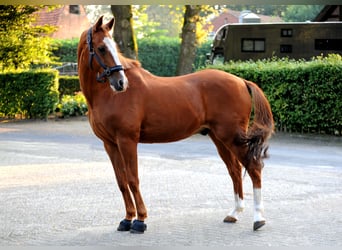 Deutsches Reitpony, Wallach, 19 Jahre, 148 cm, Fuchs