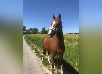 Deutsches Reitpony, Wallach, 19 Jahre, 148 cm, Fuchs