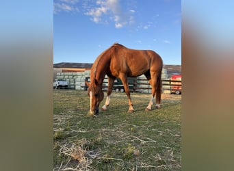Deutsches Reitpony, Wallach, 19 Jahre, 148 cm, Fuchs