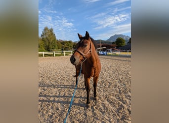 Deutsches Reitpony, Wallach, 19 Jahre, 150 cm, Brauner