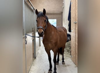 Deutsches Reitpony, Wallach, 19 Jahre, 155 cm, Hellbrauner