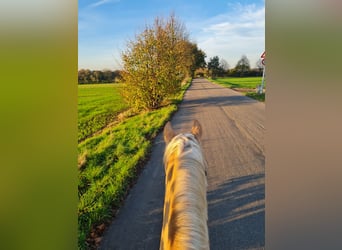 Deutsches Reitpony, Wallach, 19 Jahre, 155 cm, Palomino