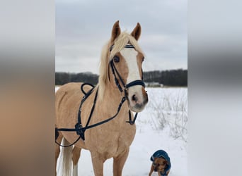 Deutsches Reitpony, Wallach, 19 Jahre, 155 cm, Palomino
