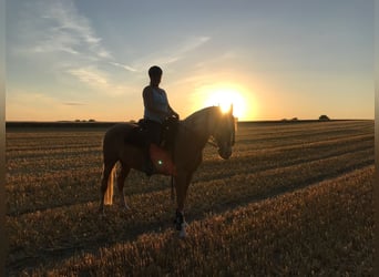 Deutsches Reitpony, Wallach, 19 Jahre, 155 cm, Palomino