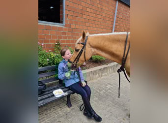 Deutsches Reitpony, Wallach, 19 Jahre, 155 cm, Palomino