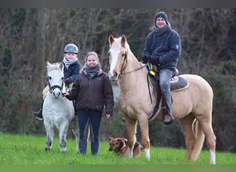 Deutsches Reitpony, Wallach, 19 Jahre, 155 cm, Palomino
