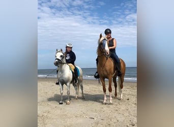 Deutsches Reitpony, Wallach, 19 Jahre, 155 cm, Palomino
