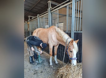 Deutsches Reitpony, Wallach, 19 Jahre, 155 cm, Palomino