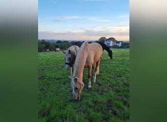 Deutsches Reitpony, Wallach, 19 Jahre, 155 cm, Palomino
