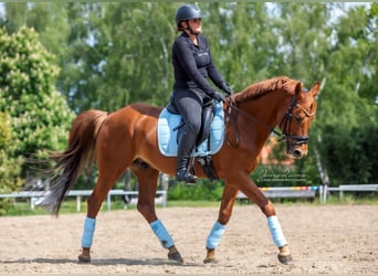 Deutsches Reitpony, Wallach, 19 Jahre, 156 cm, Fuchs