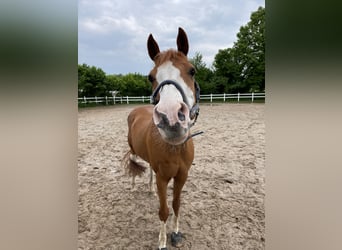 Deutsches Reitpony, Wallach, 19 Jahre, 156 cm, Fuchs