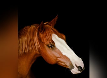 Deutsches Reitpony, Wallach, 19 Jahre, 160 cm, Fuchs