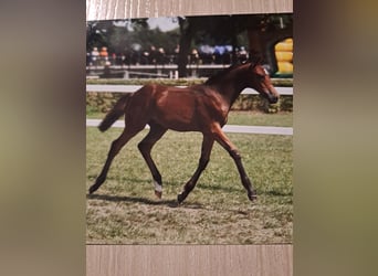 Deutsches Reitpony, Wallach, 1 Jahr, 140 cm, Brauner