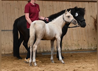 Deutsches Reitpony, Wallach, 1 Jahr, 140 cm, Palomino