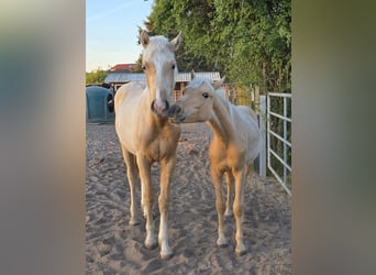 Deutsches Reitpony, Wallach, 1 Jahr, 140 cm, Palomino