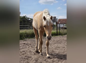Deutsches Reitpony, Wallach, 1 Jahr, 140 cm, Palomino