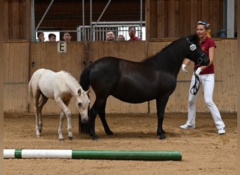 Deutsches Reitpony, Wallach, 1 Jahr, 140 cm, Palomino