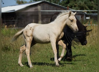 Deutsches Reitpony, Wallach, 1 Jahr, 140 cm, Palomino