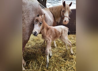 Deutsches Reitpony Mix, Wallach, 1 Jahr, 145 cm, Buckskin