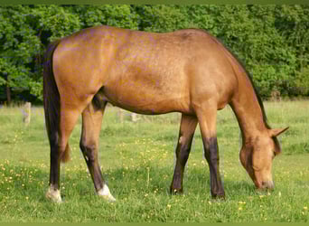 Deutsches Reitpony, Wallach, 1 Jahr, 148 cm, Buckskin