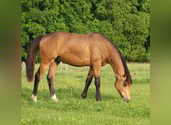 Deutsches Reitpony, Wallach, 1 Jahr, 148 cm, Buckskin