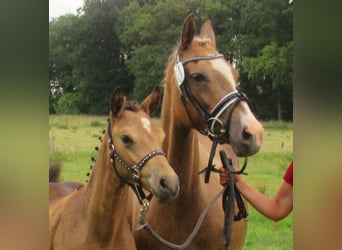 Deutsches Reitpony, Wallach, 1 Jahr, 148 cm, Buckskin