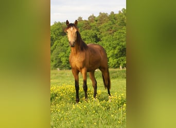 Deutsches Reitpony, Wallach, 1 Jahr, 148 cm, Buckskin