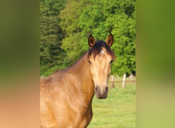 Deutsches Reitpony, Wallach, 1 Jahr, 148 cm, Buckskin