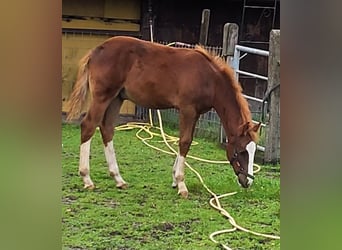 Deutsches Reitpony, Wallach, 1 Jahr, 148 cm, Fuchs