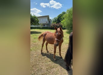 Deutsches Reitpony, Wallach, 1 Jahr, 148 cm, Fuchs