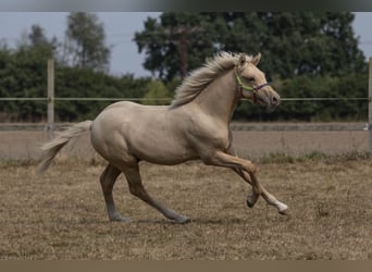 Deutsches Reitpony, Wallach, 1 Jahr, 149 cm, Palomino