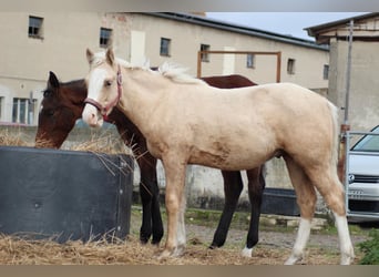 Deutsches Reitpony, Wallach, 1 Jahr, 150 cm, Palomino