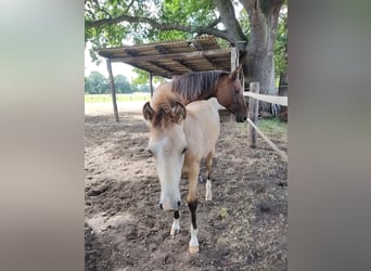 Deutsches Reitpony, Wallach, 1 Jahr, 152 cm, Buckskin