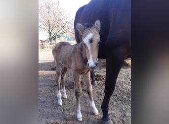 Deutsches Reitpony, Wallach, 1 Jahr, 152 cm, Buckskin