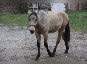 Deutsches Reitpony Mix, Wallach, 1 Jahr, 155 cm, Falbe