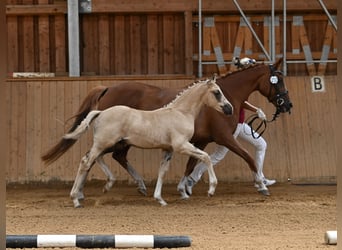 Deutsches Reitpony, Wallach, 1 Jahr, 160 cm, Palomino
