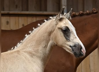 Deutsches Reitpony, Wallach, 1 Jahr, 160 cm, Palomino