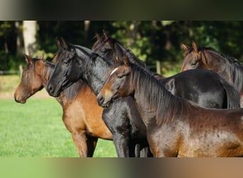 Deutsches Reitpony, Wallach, 1 Jahr, Dunkelbrauner