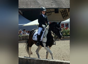 Deutsches Reitpony Mix, Wallach, 20 Jahre, 141 cm, Schecke