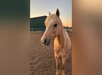 Deutsches Reitpony Mix, Wallach, 20 Jahre, 143 cm, Palomino