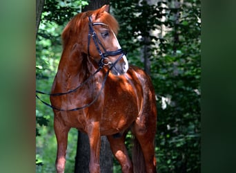 Deutsches Reitpony, Wallach, 20 Jahre, 143 cm, Rotfuchs