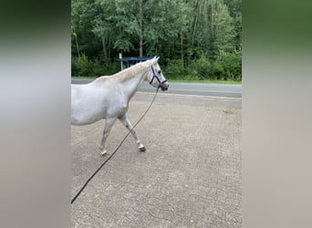 Deutsches Reitpony, Wallach, 20 Jahre, 145 cm, Schimmel